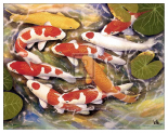 Koi-Carp