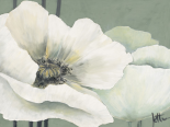 Poppy in Green I