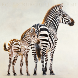 Z&egrave;bre Et Son Petit De Ndutu