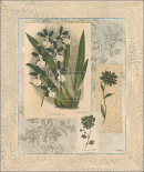 Histoire Du Orchid VI