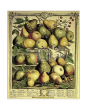 Fruits of the Season - Spring