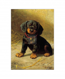 A Puppy