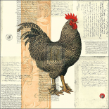 Poulet De Campagne I