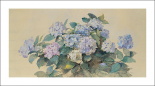 Hydrangeas