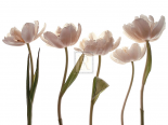 Aprile Tulipano