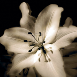 Lily Glow IV