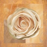 Warm Rose II