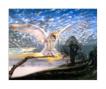 Barn Owl
