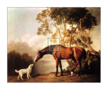 Bay Horse and White Dog