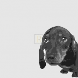 Dachshund