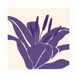 Lily Purple