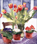 Tulips and Primulas