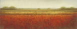 Field of poppies