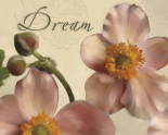Dream