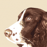 Springer Spaniel