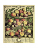 Fruits of the Season - Autumn