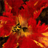 Rosso Fiore II