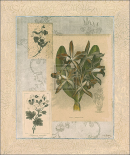 Histoire Du Orchid VII