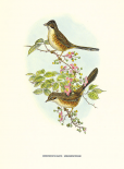 Rhopophilus Pekinensis