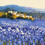 Champs d'Iris, Provence