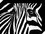 Black & White II 
