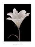 Moonlit Lily