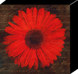 Scripte Daisy