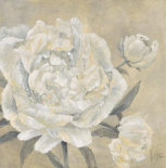 Paeonia II