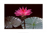 The Lily Pool