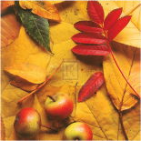 First Fall VI