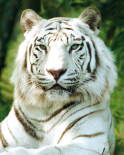 Siberian Tiger