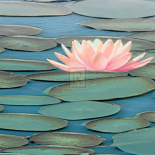 Lily Pool II