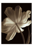 Champagne Tulip II