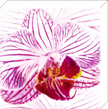 Orchid I