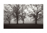 Fog Tree Study IV