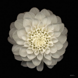 Dahlia 22