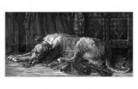 Irish Deerhound