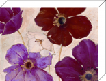 Mixed Anemone 2