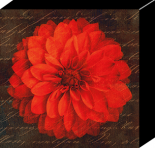 Scripte Dahlia