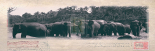 Elephant Journal