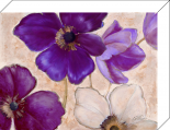 Mixed Anemone 1