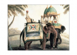 Indian Elephants I