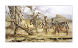Zebras