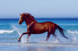 Beach - beautiful horse