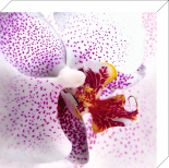 Orchid II