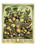 Fruits of the Season - Summer