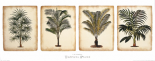 Tropical Palms