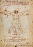 Schema Delle Proporzioni Del Corpo Umano