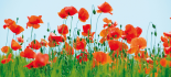 Poppy Field