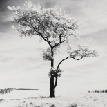 Lone Tree # 3, Peak District, England